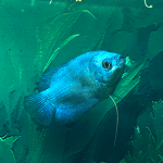 The Fish Group :)