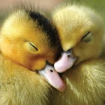 The Ducklings Group