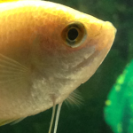 brotosfish