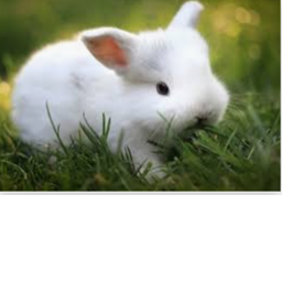 #bunny love meeting game