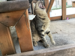 Katscoolpeopleclan