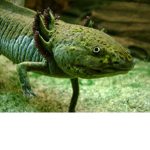 The Fans of Axolotl