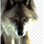Roblox wolfs bm hl