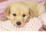 Puppy’s in the house