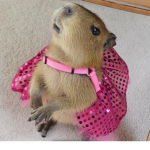capybara is just better