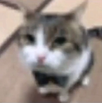 What the cat doing?
