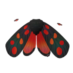 BBC Secret Garden: Spotted Wings