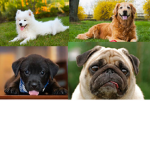 The Dog Fam of wisdom