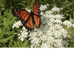 ButterFlia