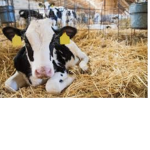 Smart cows
