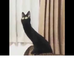 R A T S K I N G D O M