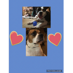WOOF. we love dogs