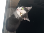My cat eat toes