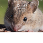 Mice group
