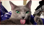 Groupe des chatons <3