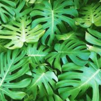 green aesthetic Roblox decal