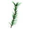 Rosemary produce