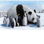 Panda’s or Penguins