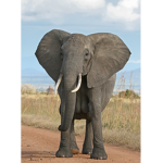 #every animal is beautiful!