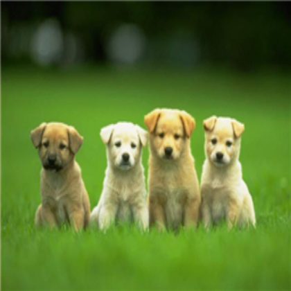 4-cute-puppies-wallpaper Roblox decal
