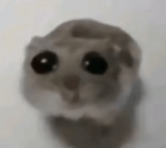 Mol3rat