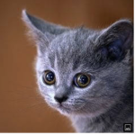 Great cats are all great
