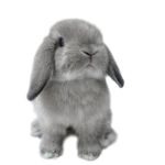 Bunnies for Life!!!