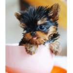 YorkiesAreDaBest
