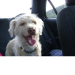 my dog Molly