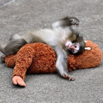 🐵 Monkey Punch Vs Bullies! 