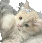 Kitten official nation