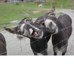 sycho donkeys
