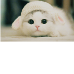 Cat prime