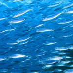 +• Fishy Empire •+