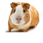 The official guinea pig fan club ( ‾ ʖ̫ ‾)
