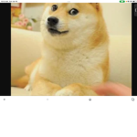 Doge king guys