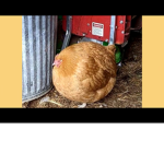 The holy CHONKS