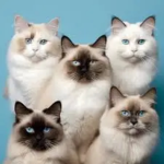 Cat's...