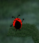 Ladybug Gameplay