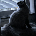 RAGDOLLcats
