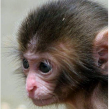 every trending obby game in a nutshell