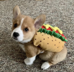 Certified corgi lovers