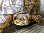 TURTLES WE ALL KNOW THEY RULE