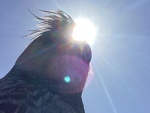 Parrots Group!