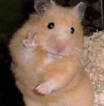 Wr love hamsterrr