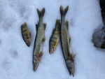 Fishing and history