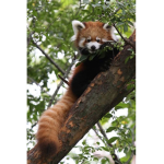 xXRed_Panda_SquadxX