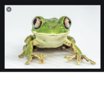 Official frog admins