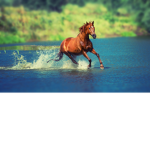 Cavalos_,