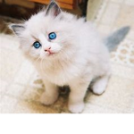 catsssszzzzz